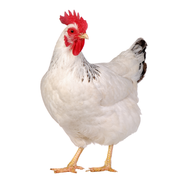 Hen.png