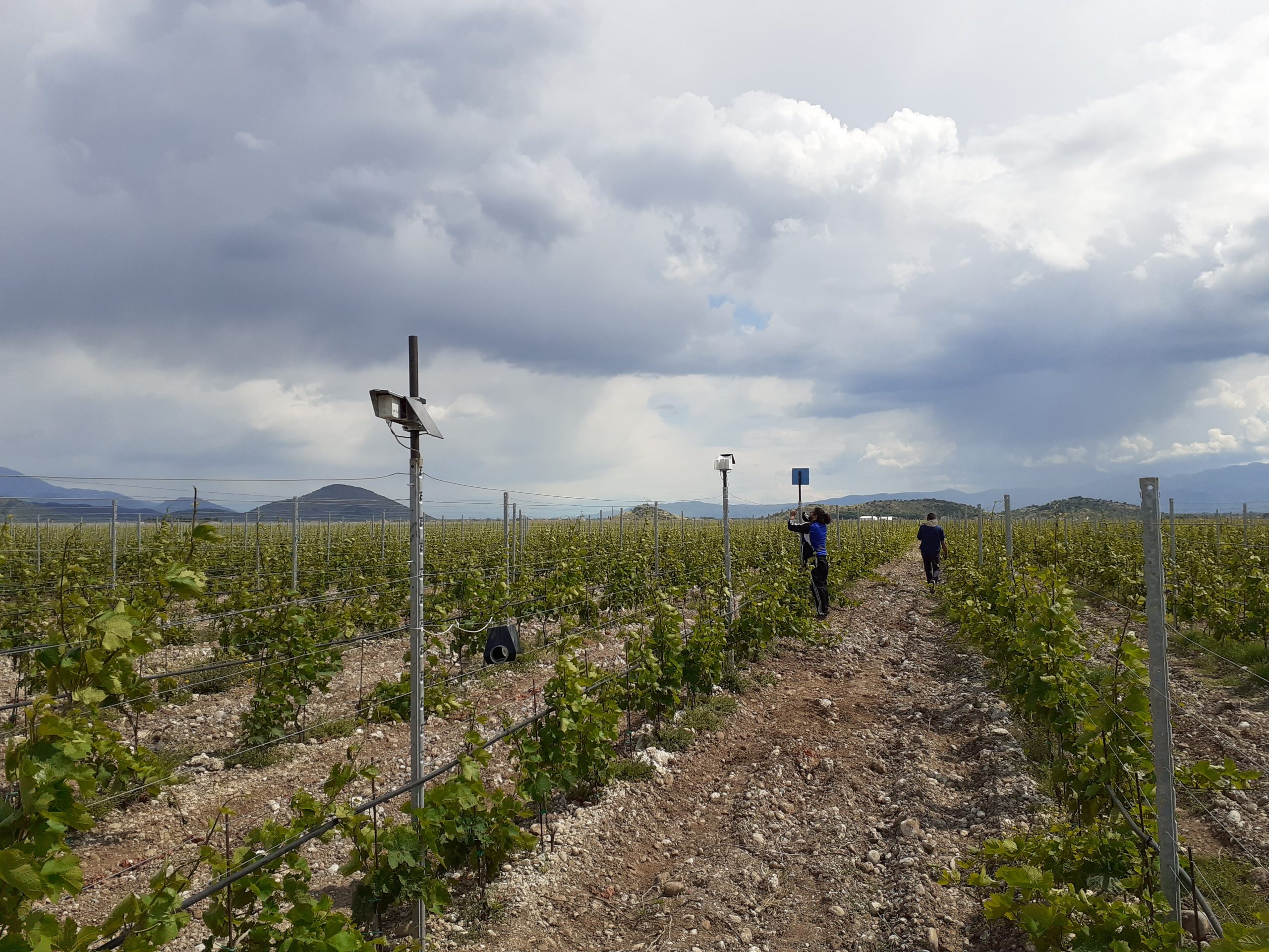 Sensors being deployed in vineyards