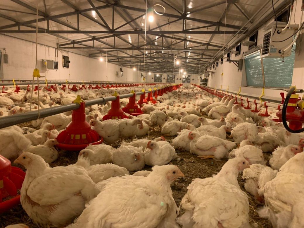 Optimal Chicken Farm Management - Demeter