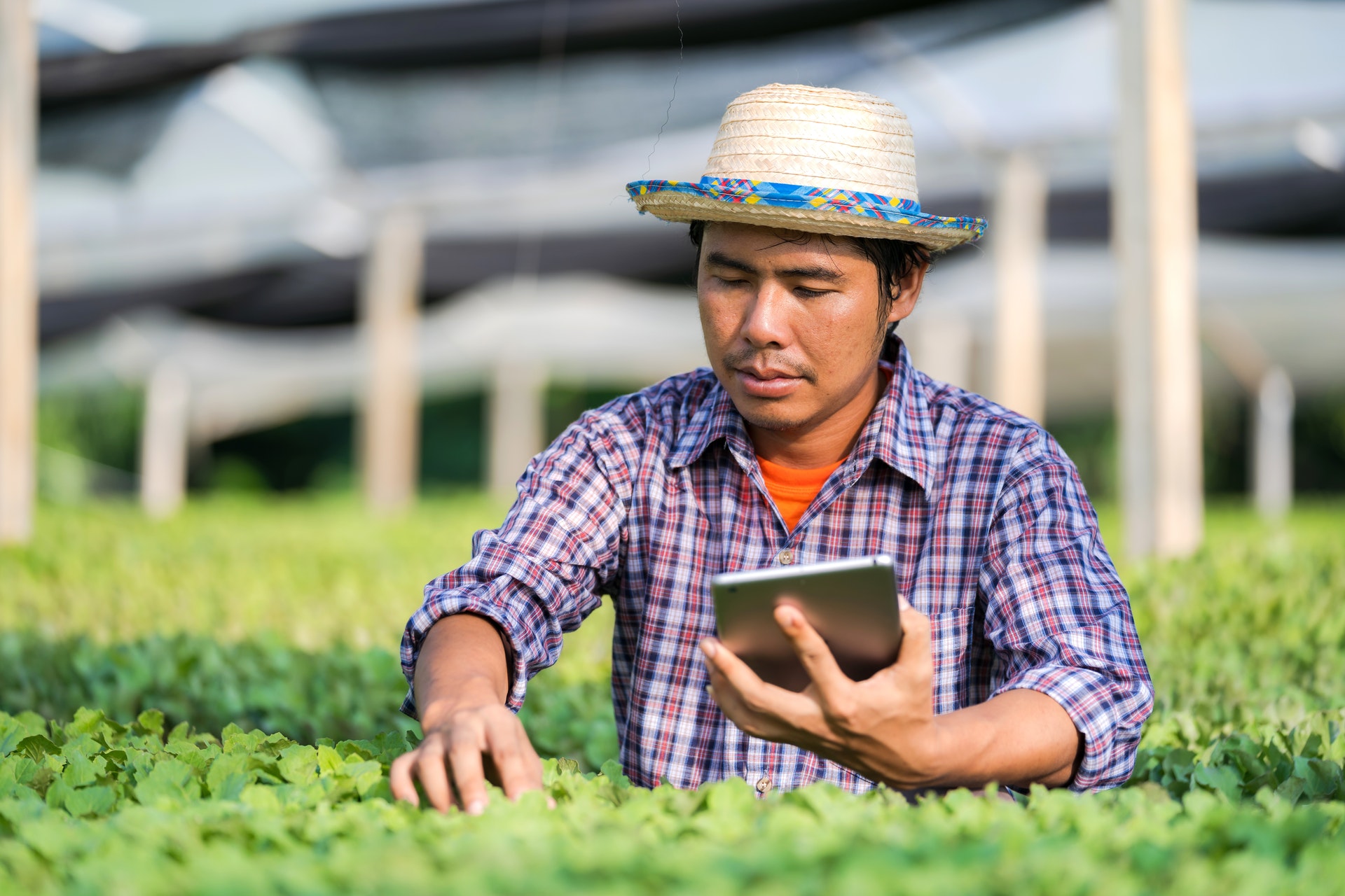 Farmer using digital technology