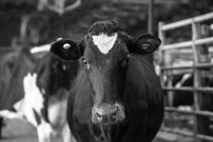Dairy cow fitted with SMARTBOW ear tag behaviour monitor.