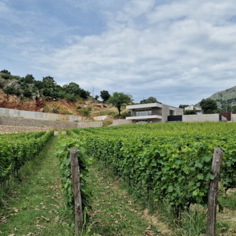 Expanding the vineyard pilots in Montenegro